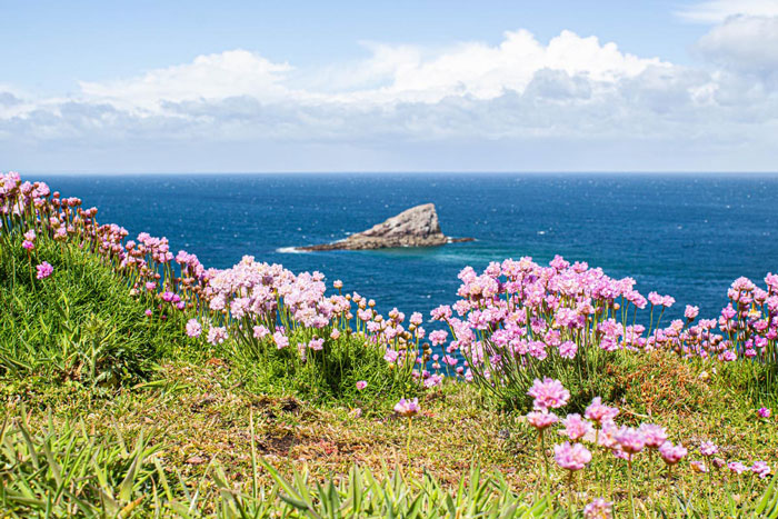 Cap Fréhel en fleurs proche du camping
